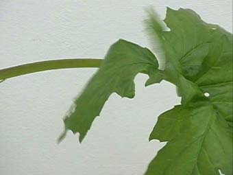 Akanthus7.jpg (14771 Byte)