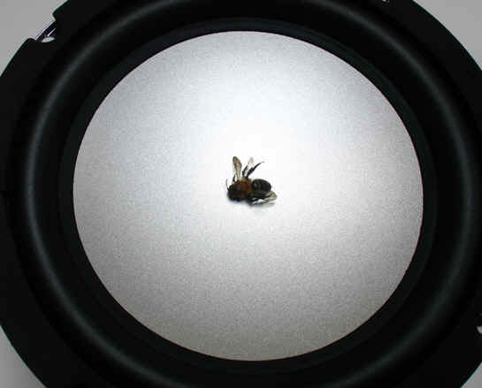 timokahlen_tanz f�r insekten 2010 _7.jpg (109759 Byte)